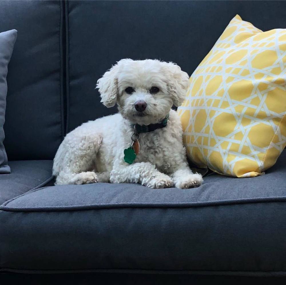 Meet your Posher, Chris